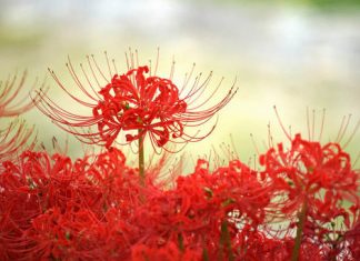 Hoa Bỉ Ngạn Nhật Bản đua nhau khoe sắc