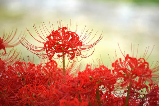 Hoa Bỉ Ngạn Nhật Bản đua nhau khoe sắc