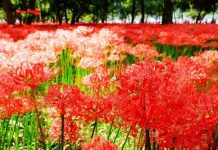 Top 6 địa điểm ngắm hoa Bỉ Ngạn Nhật Bản đẹp xuất sắc Cánh đồng hoa Bỉ Ngạn đỏ rực ở Nhật Bản