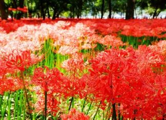 Cánh đồng hoa Bỉ Ngạn đỏ rực ở Nhật Bản