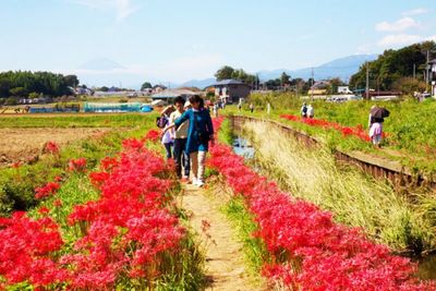 Đặt tour du lịch hoa Bỉ Ngạn Nhật Bản tại Du Lịch Việt ngay hôm nay