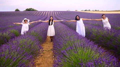 Cánh đồng hoa oải hương nước Pháp