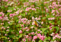 “Mê mẩn” đồi hoa tam giác mạch trên vùng cao nguyên Đông Bắc Mùa hoa tam giác mạch thường bắt đầu vào mùa thu, khoảng giữa tháng 10 đến đầu tháng 11