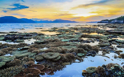 Hòn Cau Côn Đảo với hàng cau xanh mướt