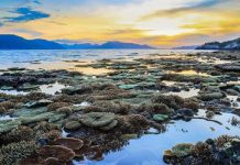 Hòn cau côn đảo