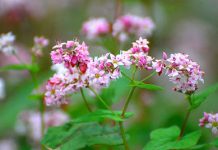 Vẻ đẹp mùa hoa tam giác mạch Đông Bắc làm say mê lòng người