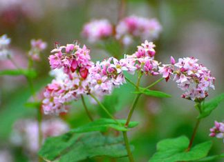 Vẻ đẹp mùa hoa tam giác mạch Đông Bắc làm say mê lòng người