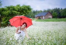 Thời điểm mùa thu Đông Bắc là khoảng thời gian thích hợp nhất để ngắm mùa hoa tam giác mạch