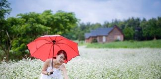 Thời điểm mùa thu Đông Bắc là khoảng thời gian thích hợp nhất để ngắm mùa hoa tam giác mạch