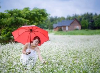 Thời điểm mùa thu Đông Bắc là khoảng thời gian thích hợp nhất để ngắm mùa hoa tam giác mạch