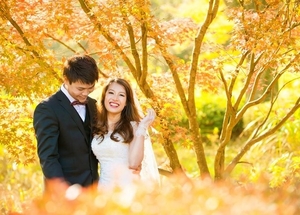 Hàng cây ngân hạnh vàng rực trên đảo Nami