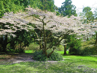 Mùa xuân nước Bỉ