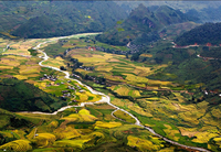Chiêm ngưỡng ruộng bậc thang mùa lúa chín ở Mường Hum tráng lệ
