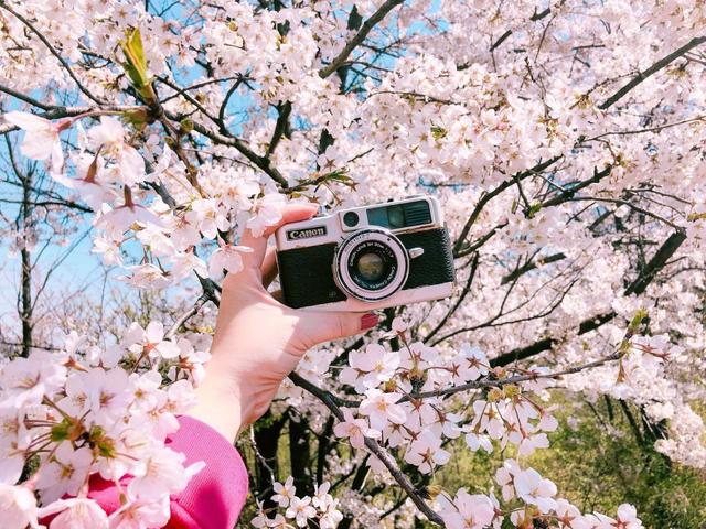 Du lịch Úc mùa Xuân đến Melbourne rực rỡ sắc hoa