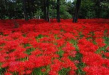 Thưởng ngoạn những cánh đồng hoa Bỉ Ngạn lớn tại Nhật Bản Công viên Kinchakuda (Nhật Bản) khoác lên mình màu hoa bỉ ngạn rực rỡ