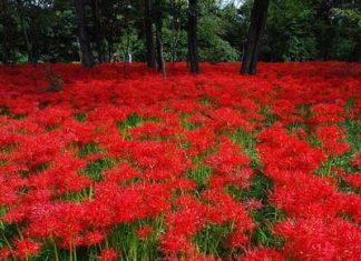 Công viên Kinchakuda (Nhật Bản) khoác lên mình màu hoa bỉ ngạn rực rỡ