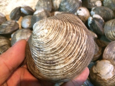 Những con Ngán biển giàu chất dinh dưỡng được yêu thích ở miền biển Vịnh Hạ Long