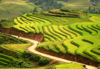 Bản Cát Cát Sapa – Ruộng bậc thang những ngày mùa yên bình