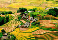 Bản Tả Phìn mùa lúa chín