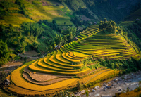 Ruộng bậc thang Mâm Xôi ở Mù Cang Chải