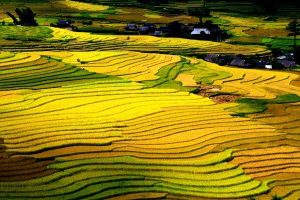Ruộng bậc thang Sapa mùa lúa chín vàng óng