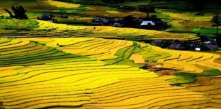 Ruộng bậc thang Sapa mùa lúa chín vàng óng