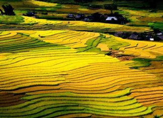 Khung cảnh ruộng bậc thang Sapa vẻ đẹp bình dị từ thiên nhiên Ruộng bậc thang Sapa mùa lúa chín vàng óng