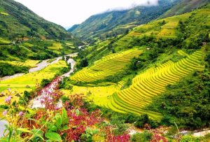 Thung lũng Mường Hoa vào mùa lúa chín