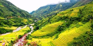 Thung lũng Mường Hoa vào mùa lúa chín