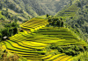 Ngắm ruộng bậc thang Sapa trong mùa lúa chín