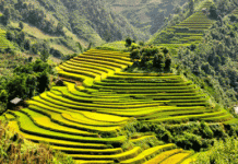 Ngắm ruộng bậc thang Sapa trong mùa lúa chín