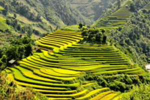 Ngắm ruộng bậc thang Sapa trong mùa lúa chín