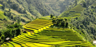 Ngắm ruộng bậc thang Sapa trong mùa lúa chín