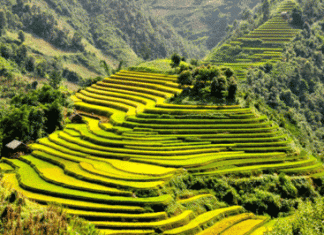 Ngắm ruộng bậc thang Sapa trong mùa lúa chín