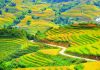 Những điểm đến hấp dẫn nhất khi đi du lịch Tây Bắc mùa lúa chín Ruộng bậc thang Sapa mùa vàng