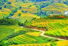 Ruộng bậc thang Sapa mùa vàng
