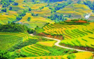 Ruộng bậc thang Sapa mùa vàng