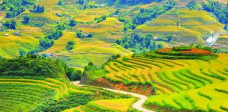 Ruộng bậc thang Sapa mùa vàng