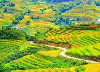 Ruộng bậc thang Sapa mùa vàng