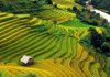 Săn lùng địa điểm ngắm ruộng bậc thang đẹp nhất ở Sapa Bức tranh phong cảnh tại bản Lao Chải – Tả Van