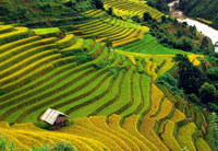 Bức tranh phong cảnh tại bản Lao Chải – Tả Van