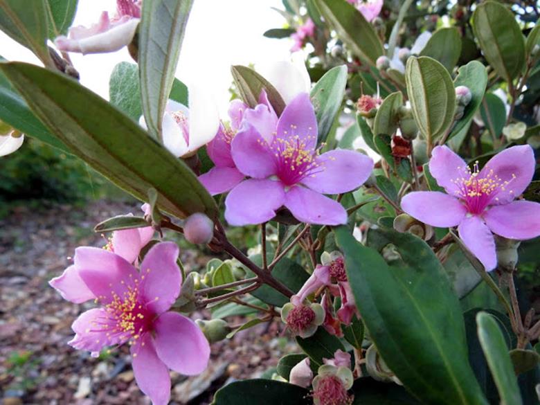 Rượu sim Phú Quốc màu tím biếc