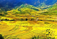 Thung lũng Tú Lệ Yên Bái