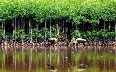 Vườn quốc gia Côn Đảo với hệ sinh thái đa dạng